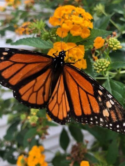 Audubon Lake - US, NJ