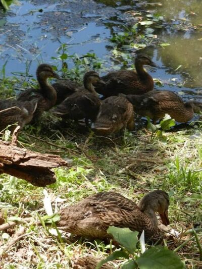 Audubon Lake - US, NJ