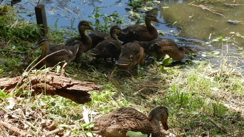 Audubon Lake - US, NJ