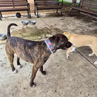 Talley Day Dog Park - US, DE