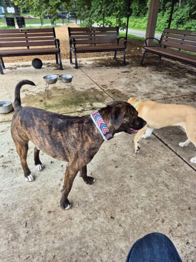 Talley Day Dog Park - US, DE