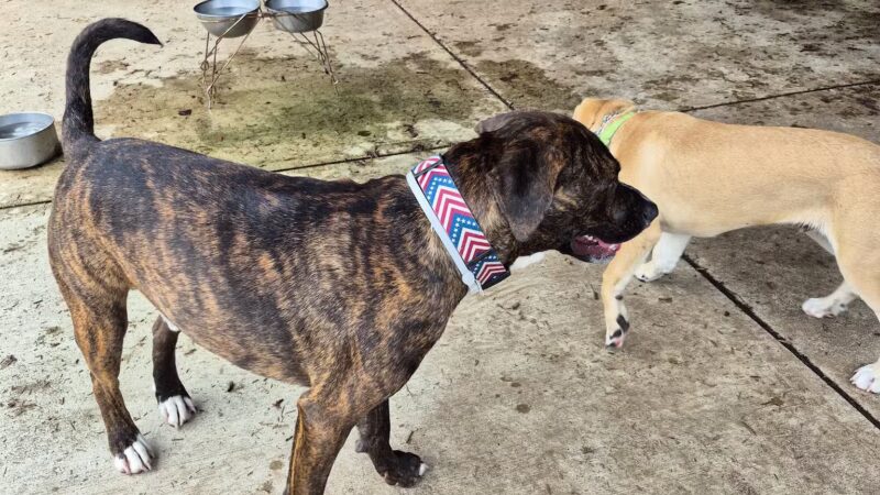 Talley Day Dog Park - US, DE