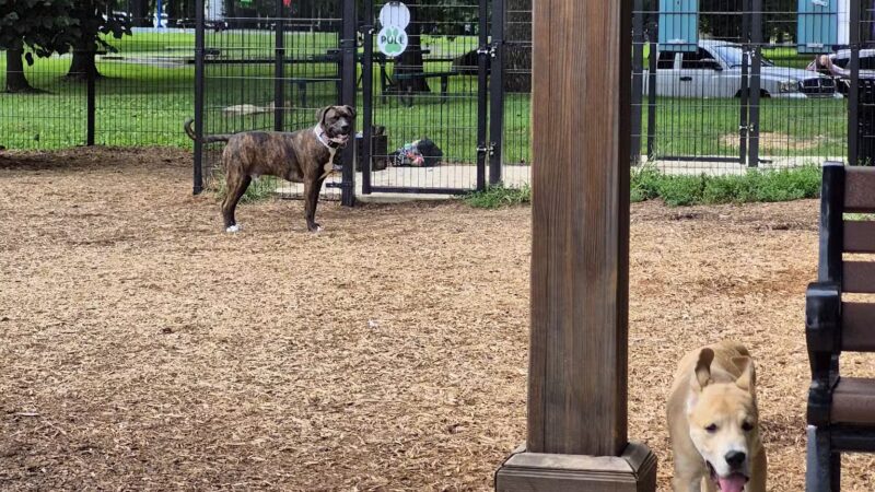 Talley Day Dog Park - US, DE