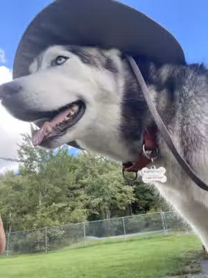 North Utica Dog Park - Utica, NY