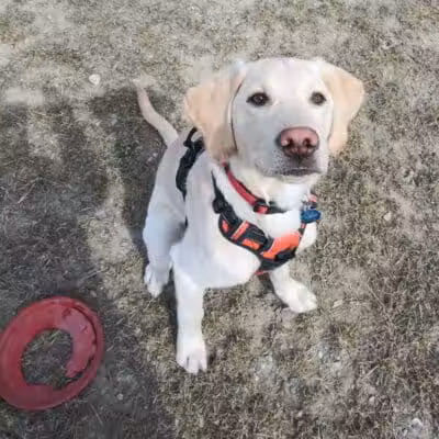 Pioneer Dog Park - Utica,