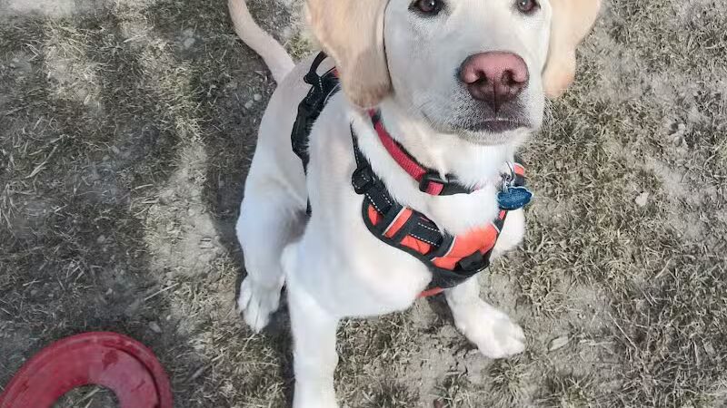 Pioneer Dog Park - Utica,