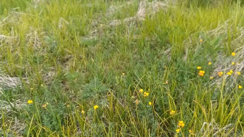 Pioneer Dog Park - Utica,