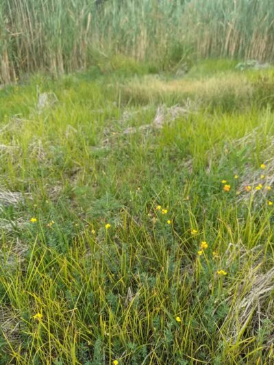 Pioneer Dog Park - Utica,