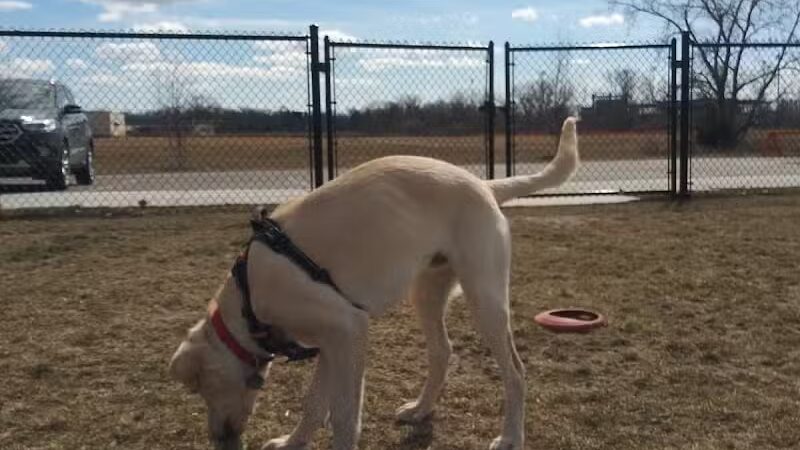 Pioneer Dog Park - Utica,