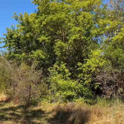 Blue Rock Springs Park - Vallejo, CA