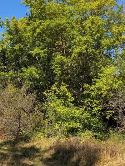 Blue Rock Springs Park - Vallejo, CA