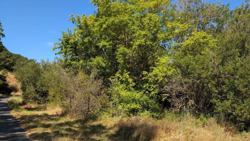 Blue Rock Springs Park - Vallejo, CA