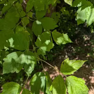 Blue Rock Springs Park - Vallejo, CA