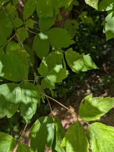 Blue Rock Springs Park - Vallejo, CA