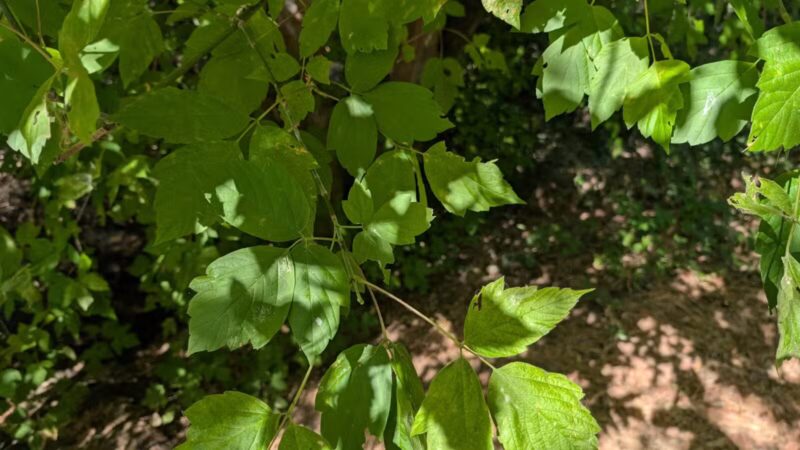 Blue Rock Springs Park - Vallejo, CA