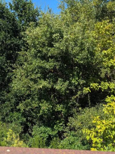 Blue Rock Springs Park - Vallejo, CA