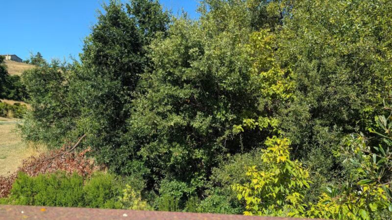 Blue Rock Springs Park - Vallejo, CA