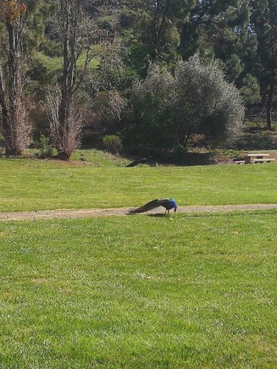 Blue Rock Springs Park - Vallejo, CA
