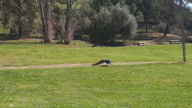 Blue Rock Springs Park - Vallejo, CA