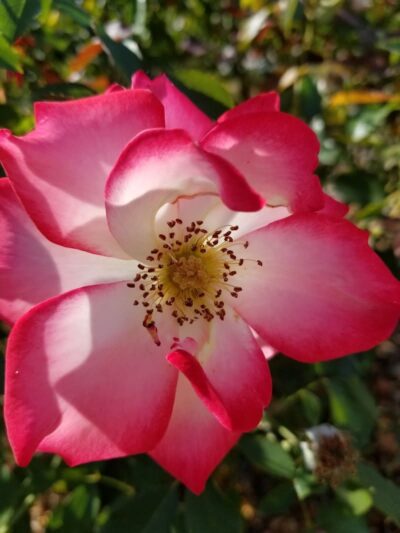 Grant Mahony Park - Vallejo, CA