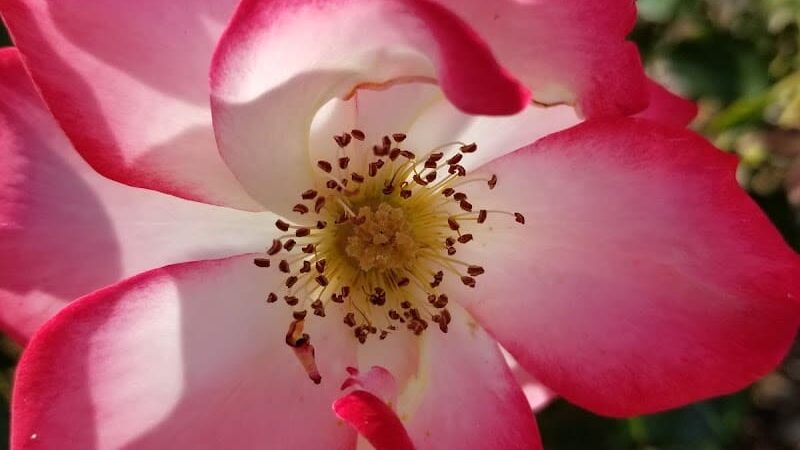 Grant Mahony Park - Vallejo, CA