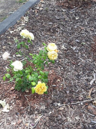 Grant Mahony Park - Vallejo, CA