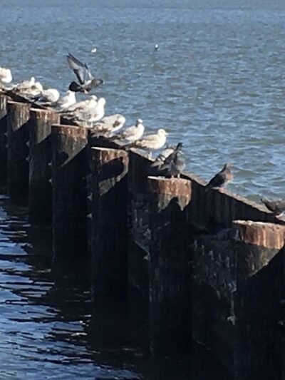 Independence Park - Vallejo, CA