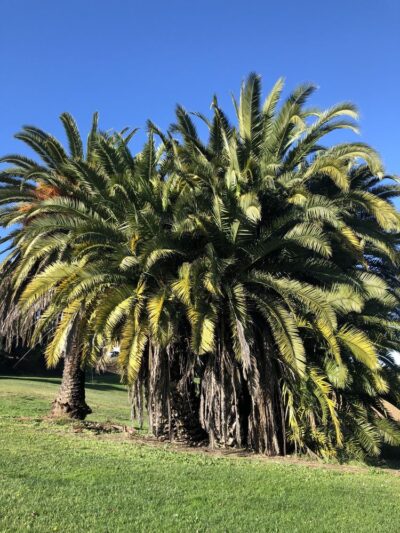 Lake Dalwigk Park - Vallejo, CA