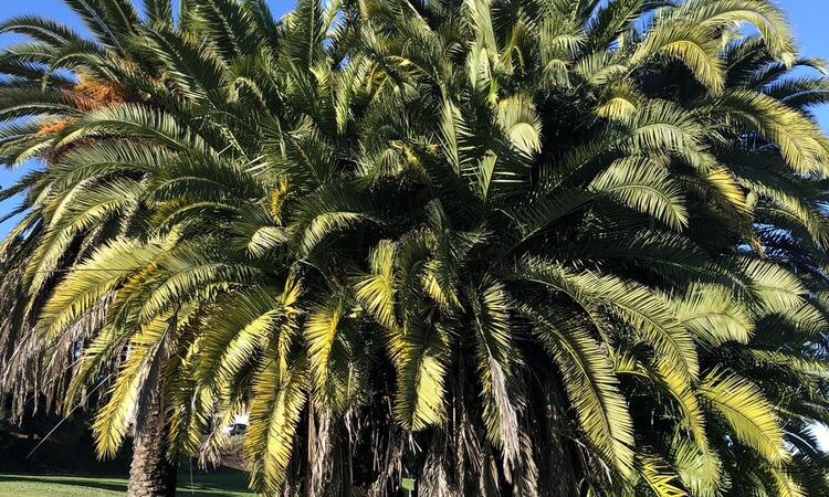 Lake Dalwigk Park - Vallejo, CA