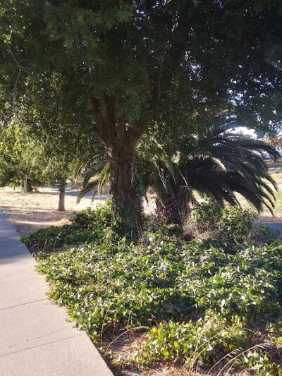 Lake Dalwigk Park - Vallejo, CA