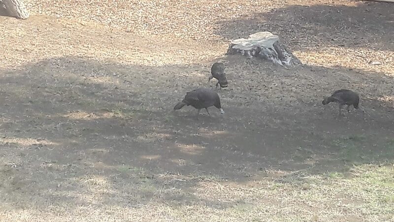 Sheveland Park - Vallejo, CA