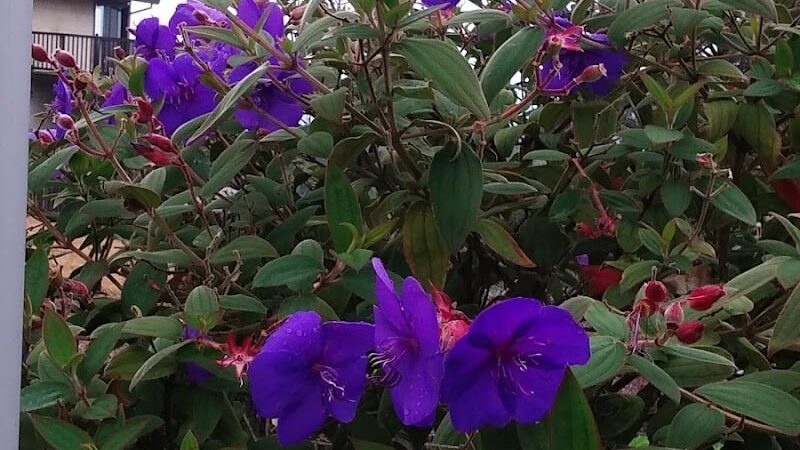 Sheveland Park - Vallejo, CA