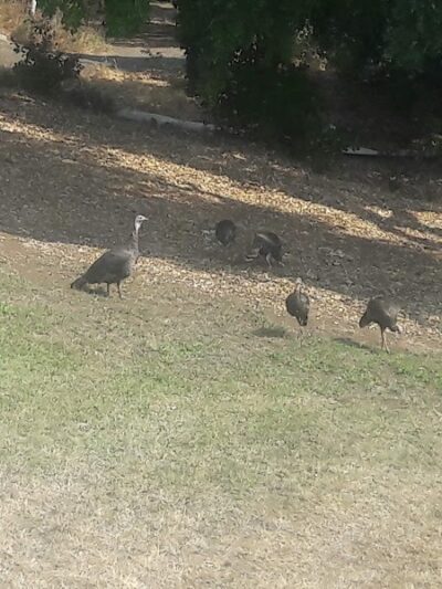 Sheveland Park - Vallejo, CA