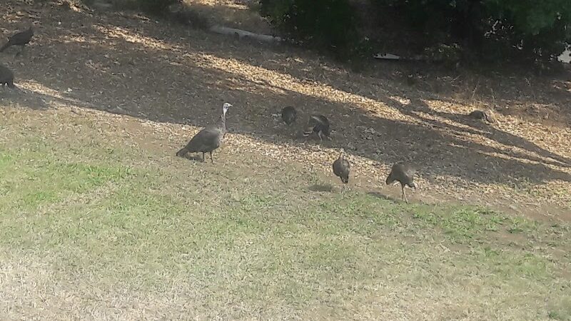 Sheveland Park - Vallejo, CA