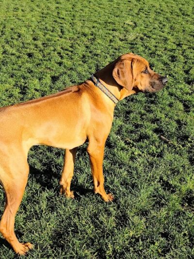 Wardlaw Park - Vallejo, CA