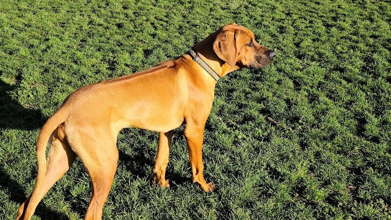 Wardlaw Park - Vallejo, CA