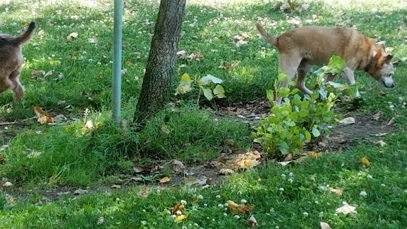 Wardlaw Park - Vallejo, CA