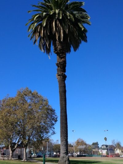 Washington Park - Vallejo, CA