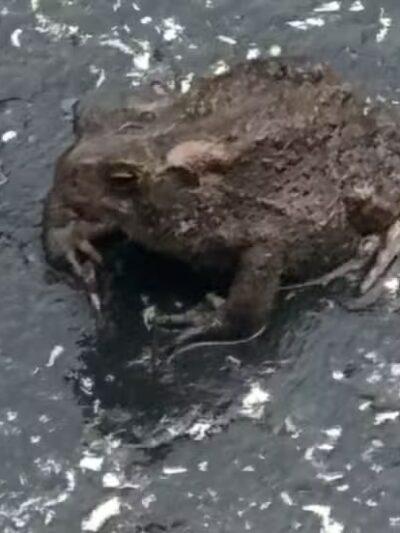 The Medal of Honor Grove - Valley Forge, PA