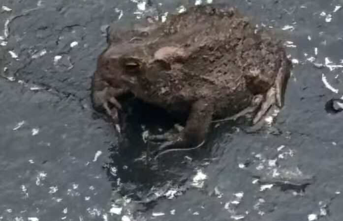 The Medal of Honor Grove - Valley Forge, PA