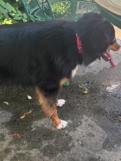 The Medal of Honor Grove - Valley Forge, PA