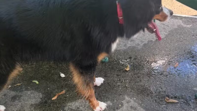 The Medal of Honor Grove - Valley Forge, PA