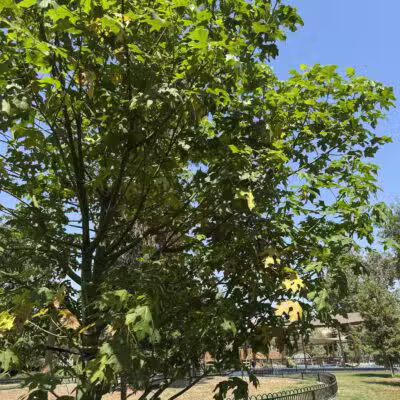 Laurel Grove Park - Valley Glen, CA