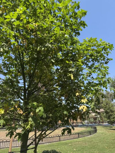 Laurel Grove Park - Valley Glen, CA