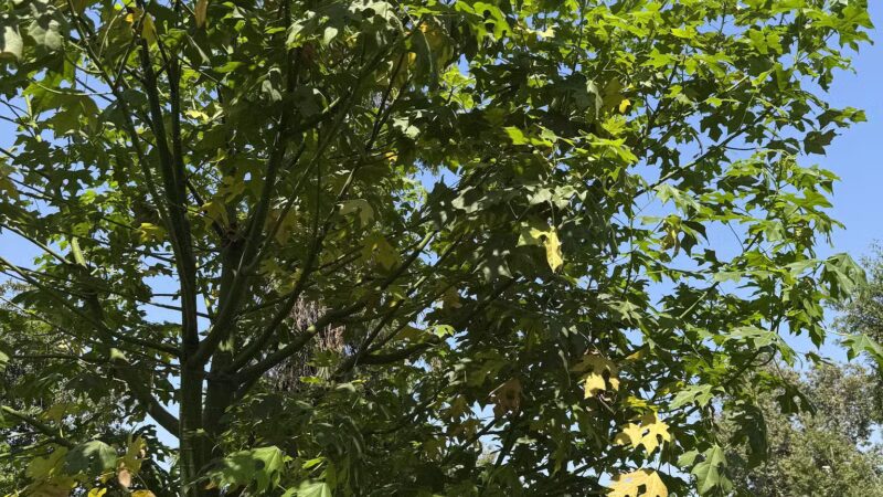 Laurel Grove Park - Valley Glen, CA