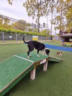 Valley Stream Dog Park (Member Only) - Valley Stream, NY