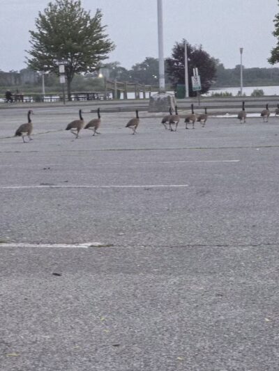 North Woodmere Park - Valley Stream, NY