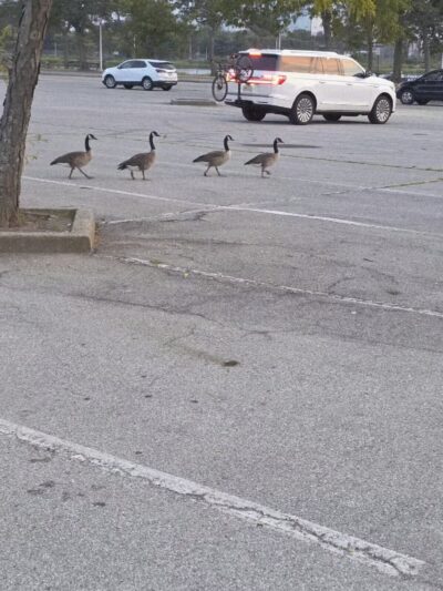 North Woodmere Park - Valley Stream, NY