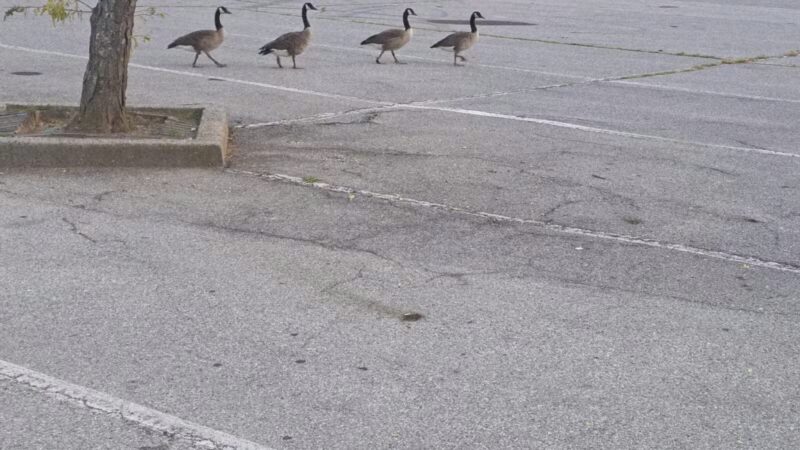 North Woodmere Park - Valley Stream, NY