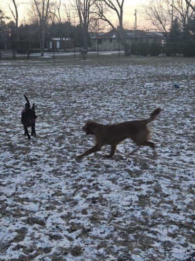 ValPAWraiso Dog Park - Valparaiso, IN